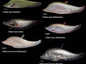 Ikan Belida Kembali Ditemukan di RI, Terakhir Ditemukan 1851 & Dinyatakan Punah