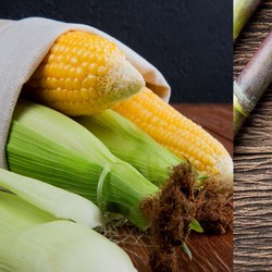 RI Bisa Tiru, Begini Kisah Sukses Brasil Sulap Tebu-Jagung Jadi BBM