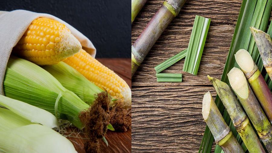 Kolase jagung dan tebu