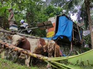 Truk Terguling di Jalur Solo-Pacitan, Muatan Sapi Berhamburan ke Jurang