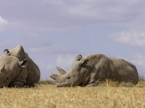 Mohon Doanya! Indukan Bayi Tabung Badak Putih Utara Langka Bunting
