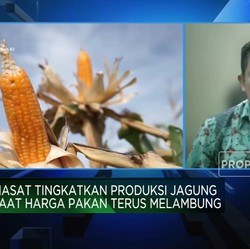Harga Pakan Melambung, Kementan Genjot Produksi Jagung 16,6 Juta Ton