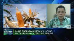 Harga Pakan Melambung, Kementan Genjot Produksi Jagung 16,6 Juta Ton