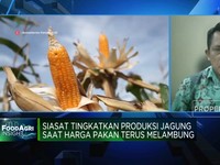 Harga Pakan Melambung, Kementan Genjot Produksi Jagung 16,6 Juta Ton