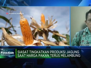Harga Pakan Melambung, Kementan Genjot Produksi Jagung 16,6 Juta Ton