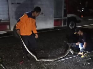 Ada Suara Gaduh di Kandang, Ternyata Ular Sanca 3 Meter Sedang Makan Ayam