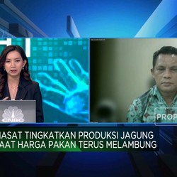 Video: Tingkatkan Produksi Jagung, Food Estate Bisa Jadi Andalan?