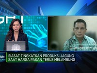 Video: Tingkatkan Produksi Jagung, Food Estate Bisa Jadi Andalan?