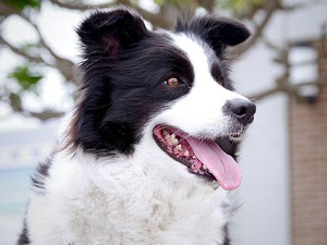Border Collie, Salah Satu Anjing Terpintar Kesayangan Ratu Victoria