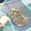 Budi Daya Lobster Bareng Vietnam, RI Mulai Raup Untung Rp 3,6 Miliar