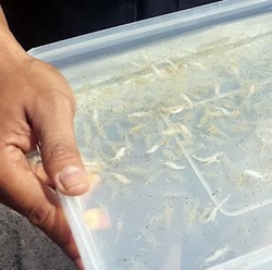 Kebijakan Benih Bening Lobster Beri Dampak Positif ke Nelayan