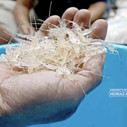 Aturan Tata Kelola BBL Untungkan Nelayan