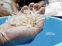 KKP Diam-diam Sudah Budi Daya Lobster di Batam, Ini Hasilnya
