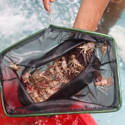 Trenggono Ungkap 5 Perusahaan Vietnam Minat Beli Benih Lobster RI