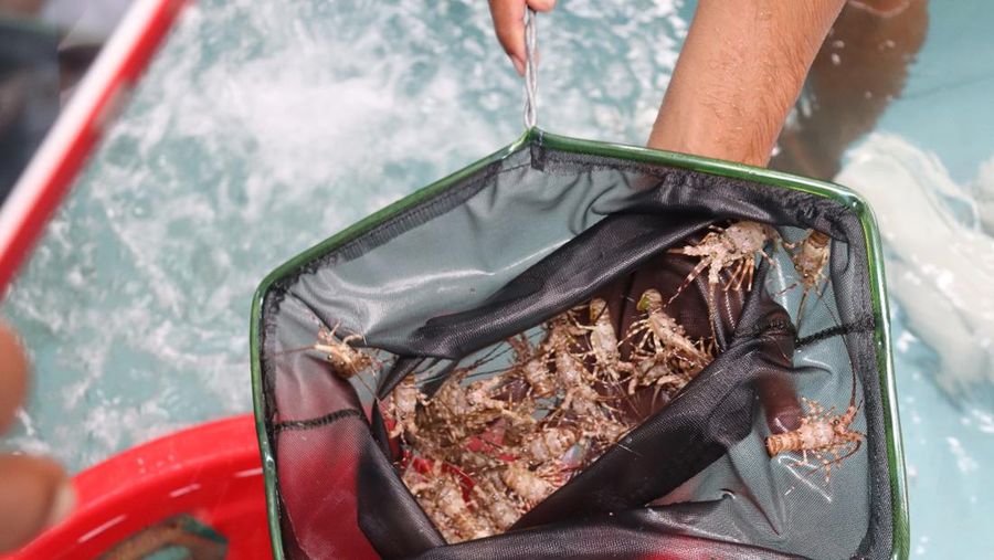 Benih lobster. (Dok, KKP)