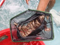 Trenggono Ungkap 5 Perusahaan Vietnam Minat Beli Benih Lobster RI