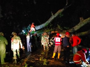 Pohon Tumbang di Jalur Cianjur-Pucak, Lalin Dialihkan ke Jonggol-Sukabumi