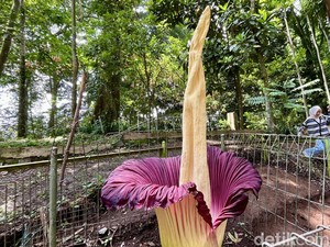 Surprise! Bunga Bangkai Si Beureum Mekar di Tahura Bandung