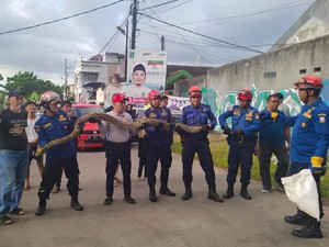 Momen Damkar Makassar Evakuasi Ular Sanca 5 Meter di Kanal Borong