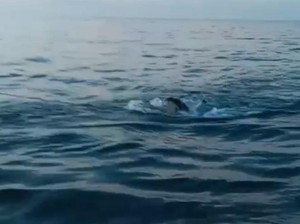 2 Jenazah Diduga ABK KM Putra Sumber Mas Ditemukan di Perairan Kangean