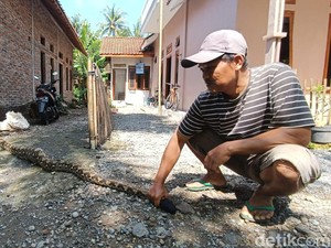 Ular Piton Ditangkap Warga di Kokap Kulon Progo Usai Mangsa Ayam Jago