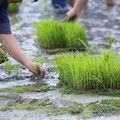 Petani di Jawa Bangun Jembatan Buat Warga Usai Menang Judi Rp50 M