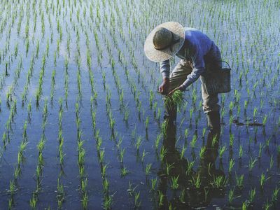 Petani Miskin Mendadak Kaya, Temukan Emas 16 Kg Saat Gali Tanah