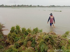 Petani Indramayu Mengeluh, Biaya Tanam Membengkak gegara Banjir