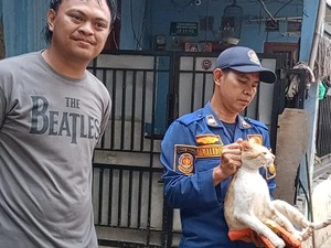 Kerap Gigit-Cakar Warga di Pakansari Bogor, Kucing Oyen Kabur Usai Dievakuasi