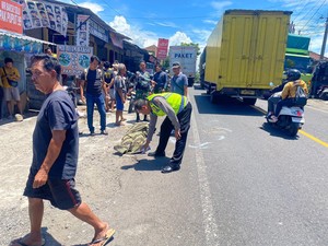 Pemotor di Tabanan Tewas Mengenaskan Akibat Terlindas Truk Boks