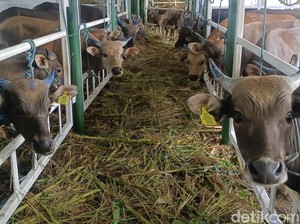 550 Sapi NTT Dikirim ke Kalimantan Selatan untuk Penuhi Kebutuhan Daging