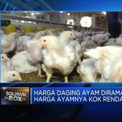 Harga Ayam Hidup Turun Bikin Rugi Peternak, Bapanas Punya Solusi?