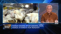 Harga Ayam Hidup Turun Bikin Rugi Peternak, Bapanas Punya Solusi?