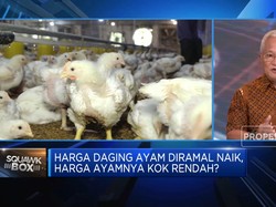 Harga Ayam Hidup Turun Bikin Rugi Peternak, Bapanas Punya Solusi?