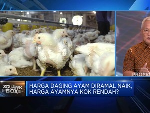 Harga Ayam Hidup Turun Bikin Rugi Peternak, Bapanas Punya Solusi?