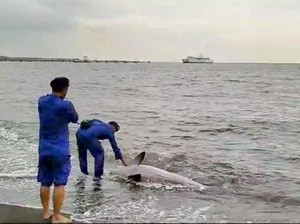 Paus Sirip Sempat Terdampar di Pantai Situbondo Sebelum Diselamatkan Warga