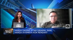 Peternak Mengeluh Harga Ayam Hidup Anjlok Tapi Harga Daging Ayam Naik