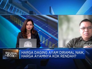 Peternak Mengeluh Harga Ayam Hidup Anjlok Tapi Harga Daging Ayam Naik