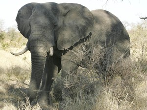 Kisah Pilu Shankar, Gajah Afrika, Mati Kesepian di Kebun Binatang