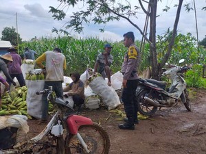Bripka Imam Kembangkan Bio Urine Sapi Dongkrak Hasil Tani di Tanah Laut
