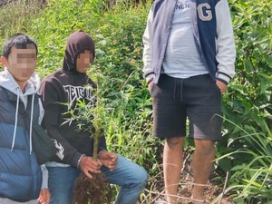Tanam Ganja di Gunung Setum, Dua Pria Garut Diringkus Polisi