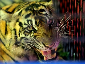 Detik-detik Pekerja di Siak Tewas Diterkam Harimau hingga Kepala Putus