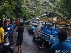 Pohon Raksasa Tumbang Halangi Jalan Cirebon-Kuningan