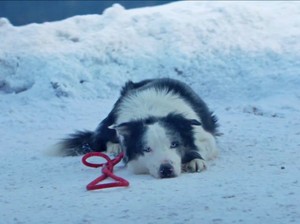 Saat Anjing di Anatomy of a Fall Digadang Layak Masuk Oscar