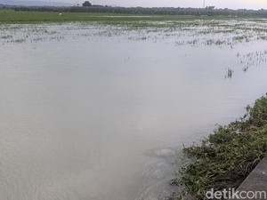 Hampir 1.000 Hektare Sawah di Demak Terdampak Banjir