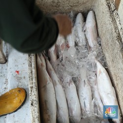 Tanda Kiamat Makin Dekat Tampak dari Ukuran Ikan di Laut