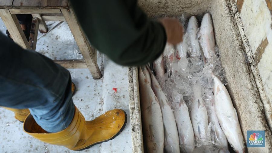 Pedagang ikan Bandeng musiman mulai berjualan di sepanjang Jalan Rawa Belong, Palmerah, Jakarta Barat, Selasa (6/2/2024). Pedagang ikan tersebut biasa berjualan saat menjelang Hari Raya Imlek. (CNBC Indonesia/Tri Susilo)