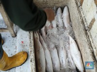 Tanda Kiamat Makin Dekat Tampak dari Ukuran Ikan di Laut