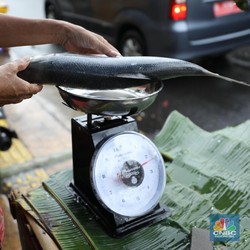 Banyak Orang Tak Tahu, 10 Ikan Ini Mengandung Merkuri Tinggi