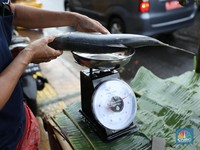 Banyak Orang Tak Tahu, 10 Ikan Ini Mengandung Merkuri Tinggi